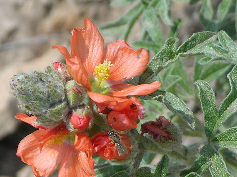 Orange Globemallow